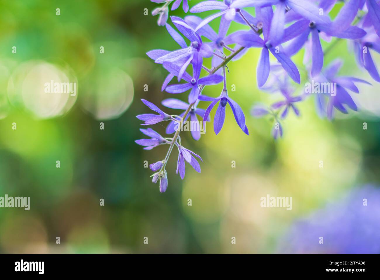 Bella vite di corona viola (Petrea Volubilis) o fiore di vite di corona della regina su sfondo sfocato Foto Stock