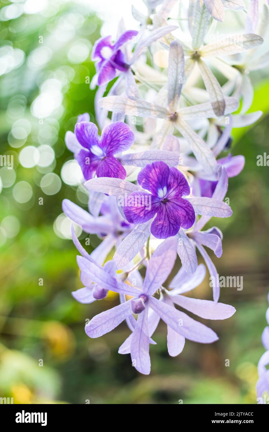 Bella vite di corona viola (Petrea Volubilis) o fiore di vite di corona della regina su sfondo sfocato Foto Stock