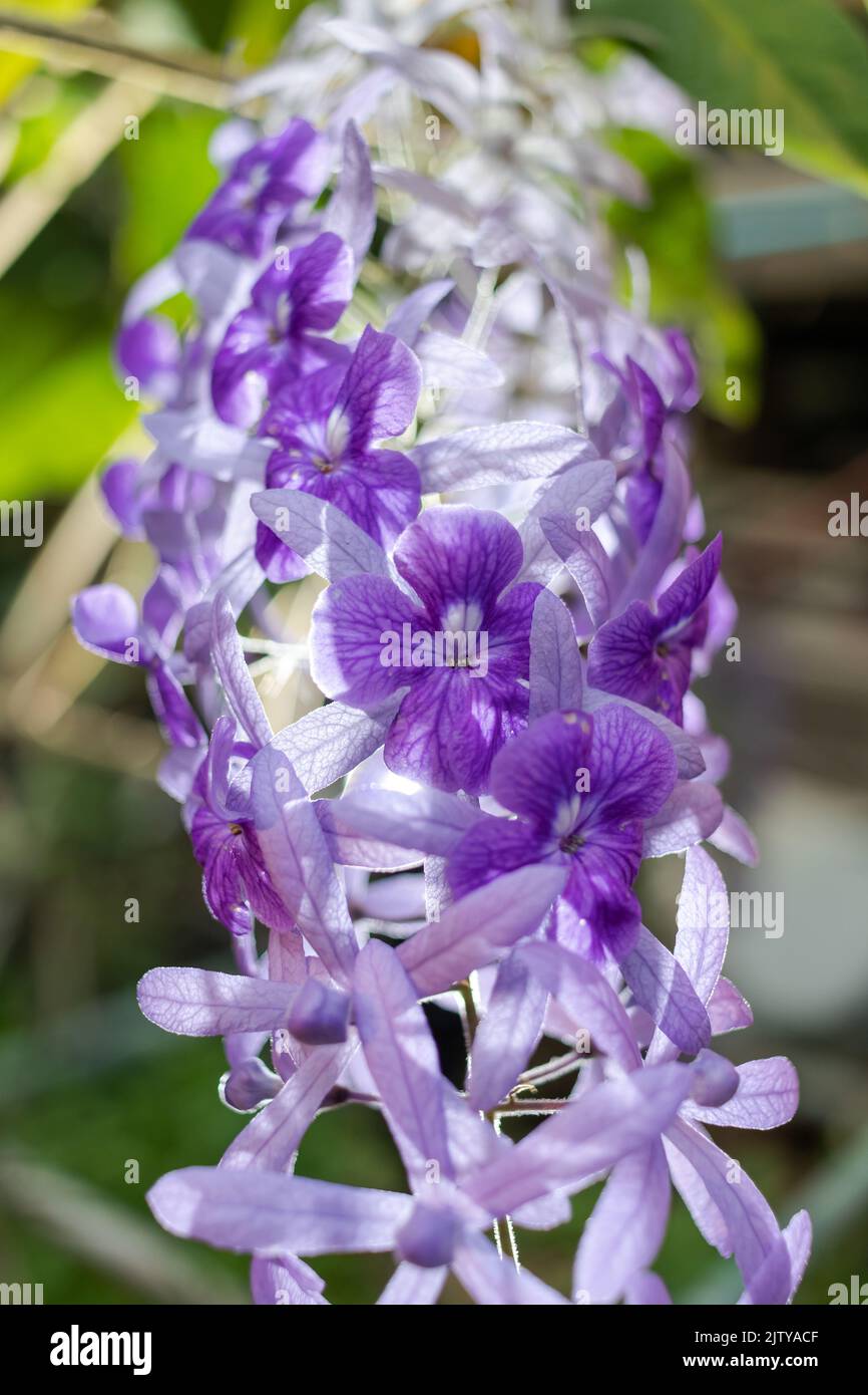 Bella vite di corona viola (Petrea Volubilis) o fiore di vite di corona della regina su sfondo sfocato Foto Stock