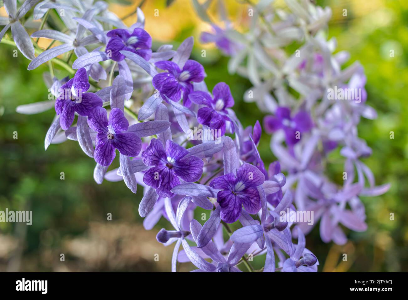 Bella vite di corona viola (Petrea Volubilis) o fiore di vite di corona della regina su sfondo sfocato Foto Stock