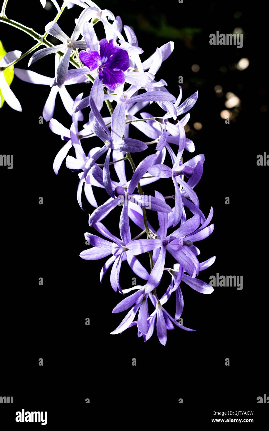 Bella vite di corona viola (Petrea Volubilis) o fiore di vite di corona della regina su sfondo sfocato Foto Stock