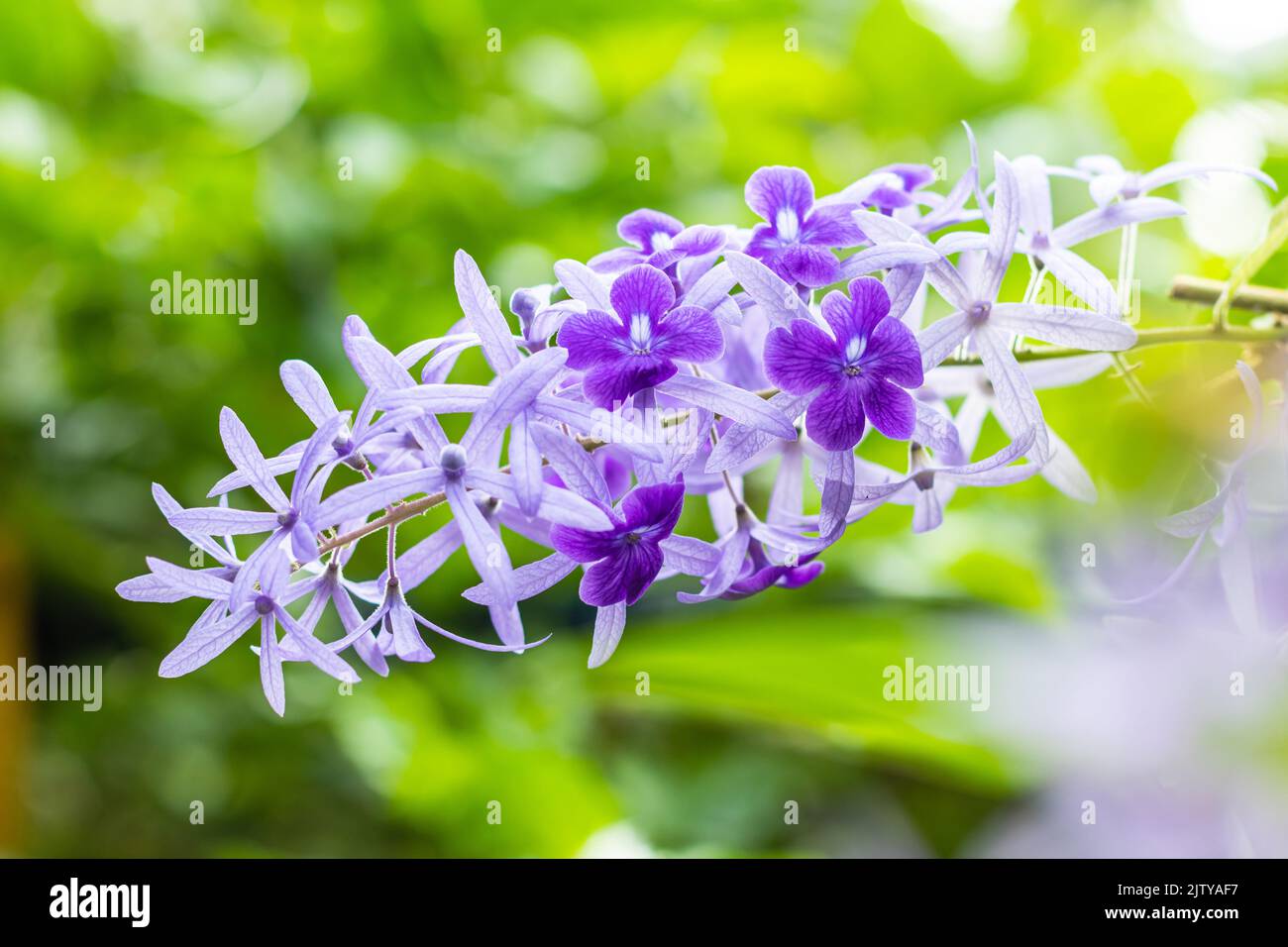 Bella vite di corona viola (Petrea Volubilis) o fiore di vite di corona della regina su sfondo sfocato Foto Stock