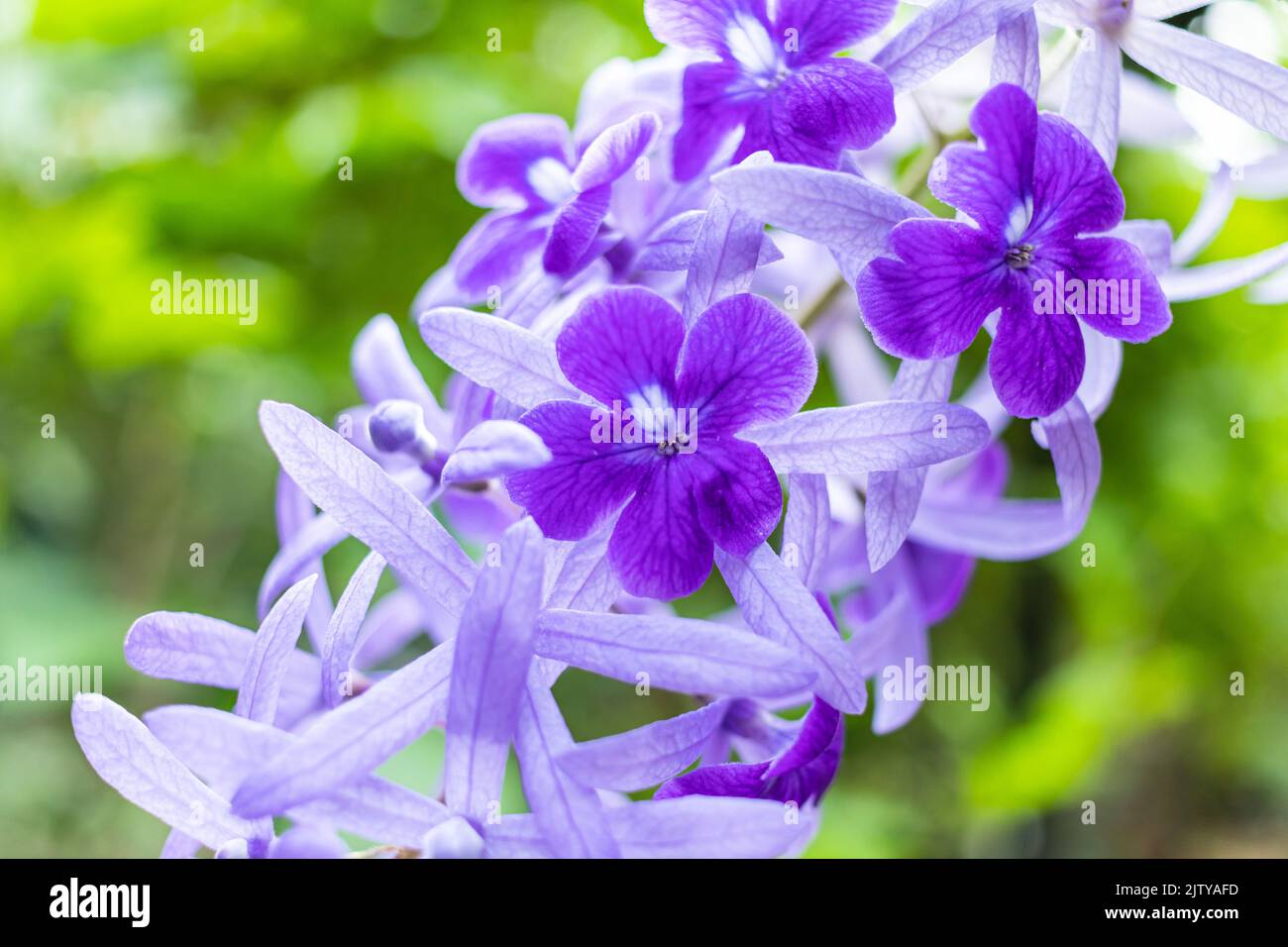 Bella vite di corona viola (Petrea Volubilis) o fiore di vite di corona della regina su sfondo sfocato Foto Stock