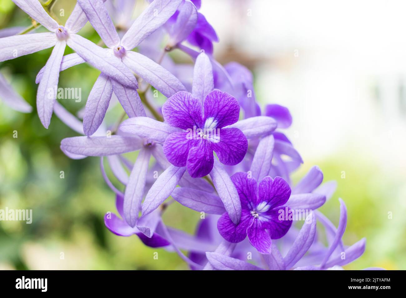 Bella vite di corona viola (Petrea Volubilis) o fiore di vite di corona della regina su sfondo sfocato Foto Stock