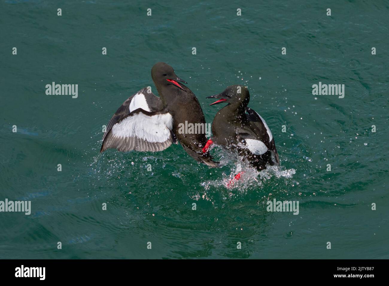 guillemot nero (Cepphus grylle). Portpatrick, Dumfries e Galloway, Scozia. Giugno. Comportamento di visualizzazione delle coppie di adulti Foto Stock