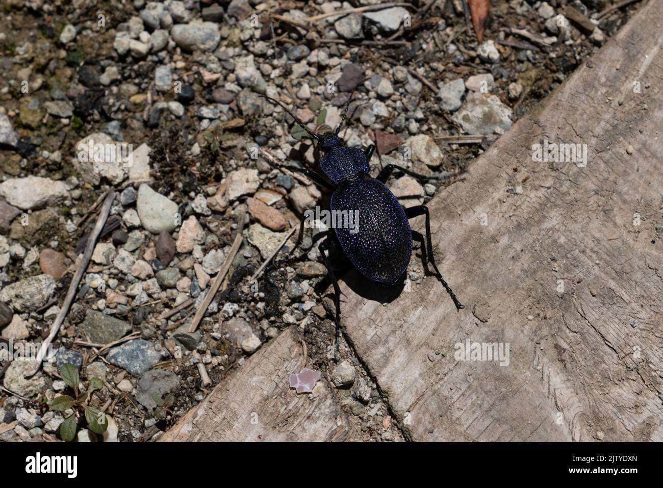 Carabus scabrosus caubasicus, nome comune coleottero violetto di terra enorme Foto Stock