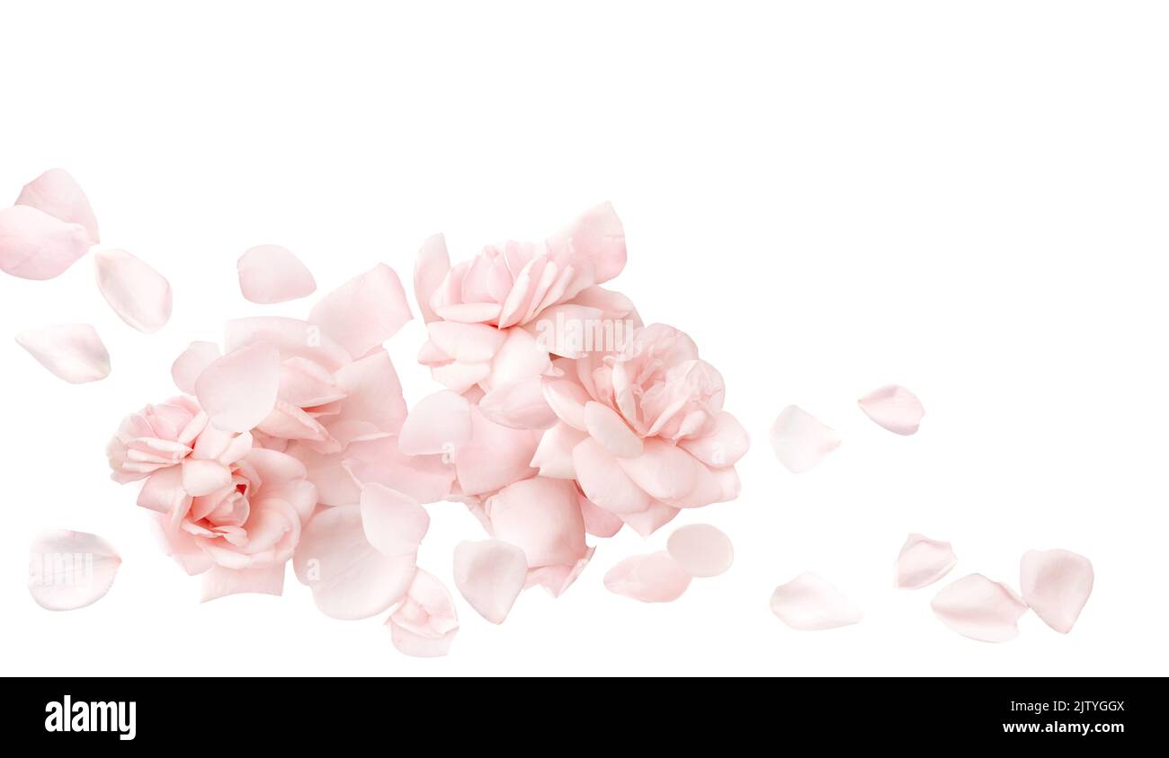 Petali rosa e fiori isolati su sfondo bianco. Vista dall'alto. Pastello morbido sfondo floreale. Foto Stock