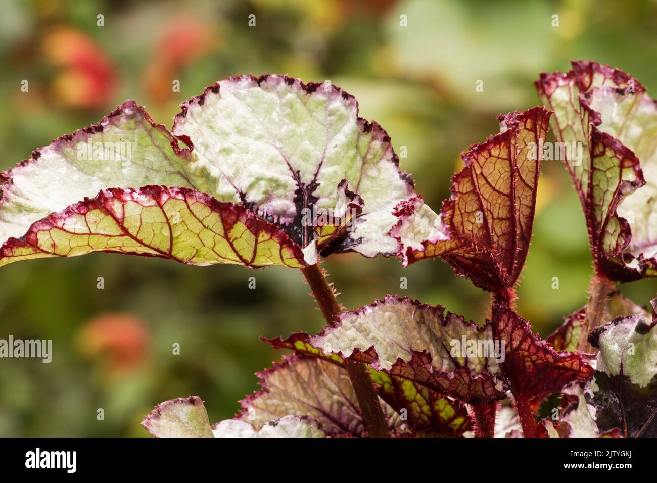 Begonia Rex su sfondo naturale Foto Stock