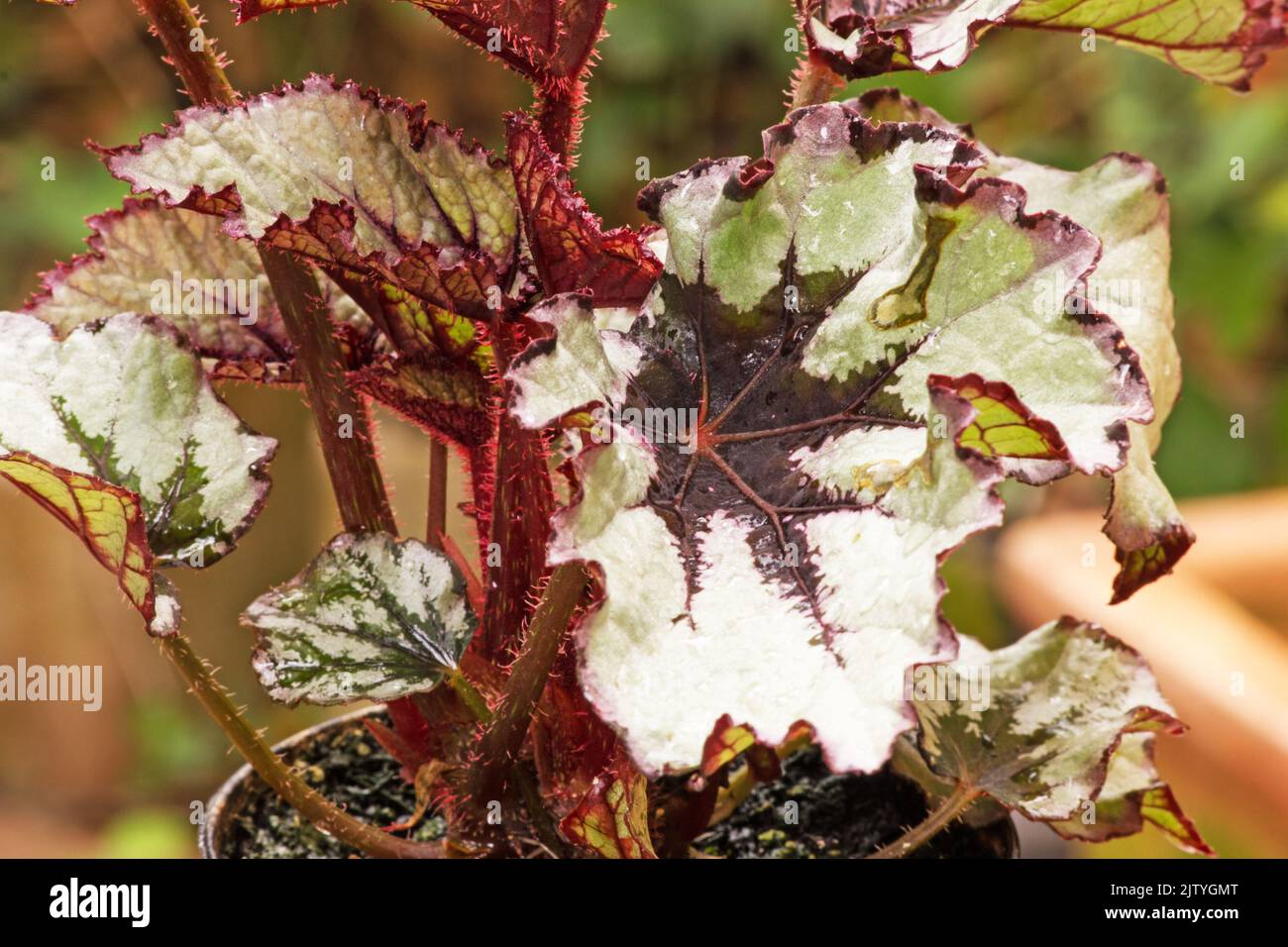 Begonia Rex su sfondo naturale Foto Stock