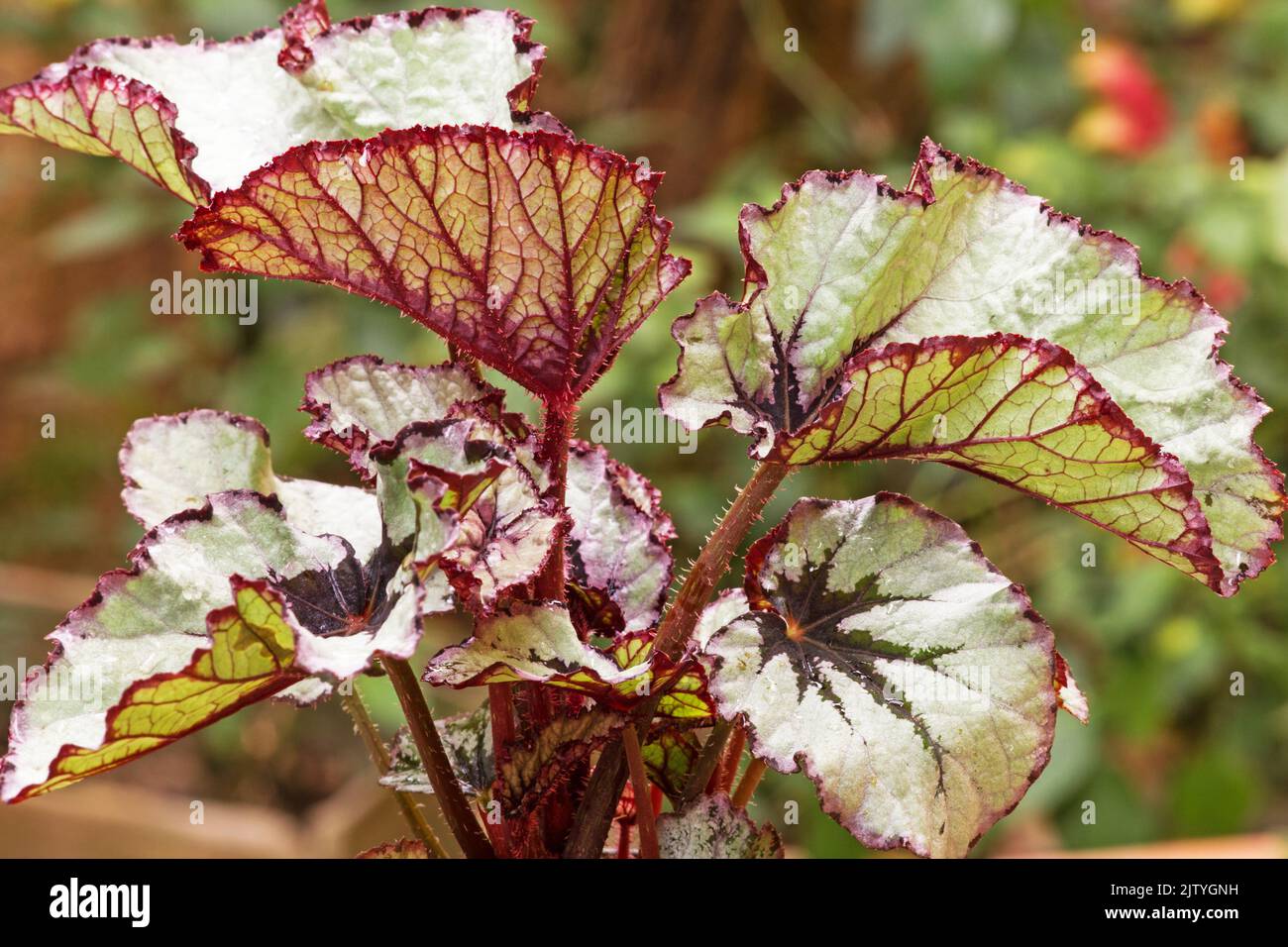 Begonia Rex su sfondo naturale Foto Stock