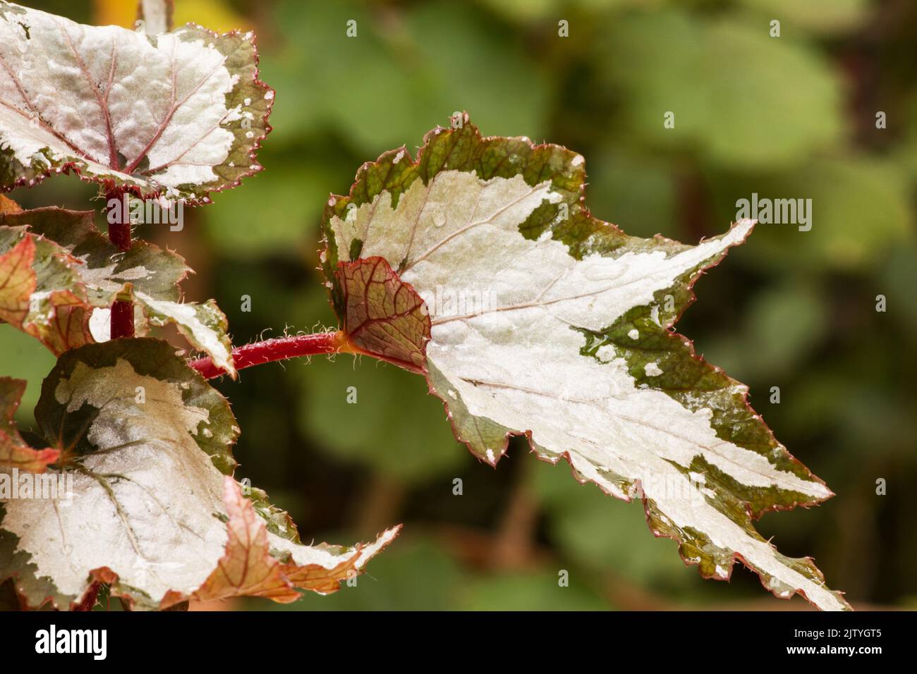 Begonia Rex su sfondo naturale Foto Stock
