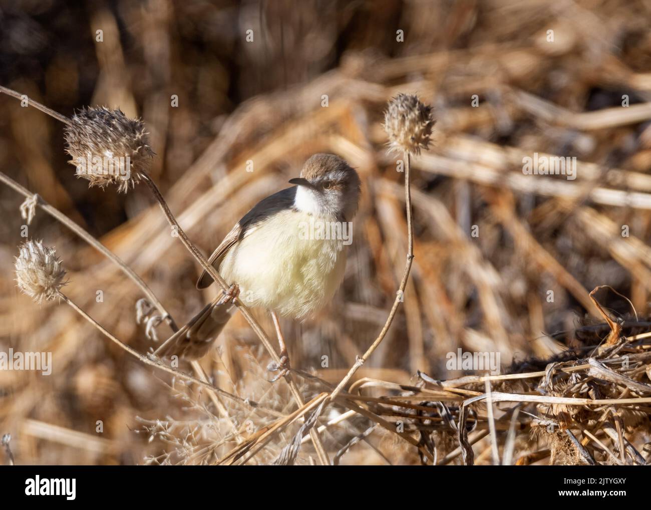 Un prinia nero-chested nella savana di Kalahari Foto Stock