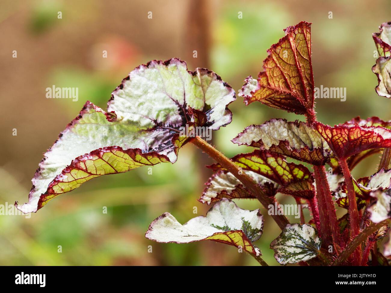 Begonia Rex su sfondo naturale Foto Stock