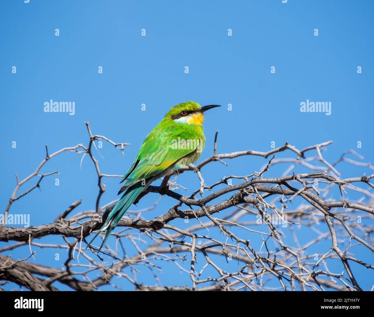 Coda di rondine Bee-eater arroccato in un albero nella savana Kalahari Foto Stock
