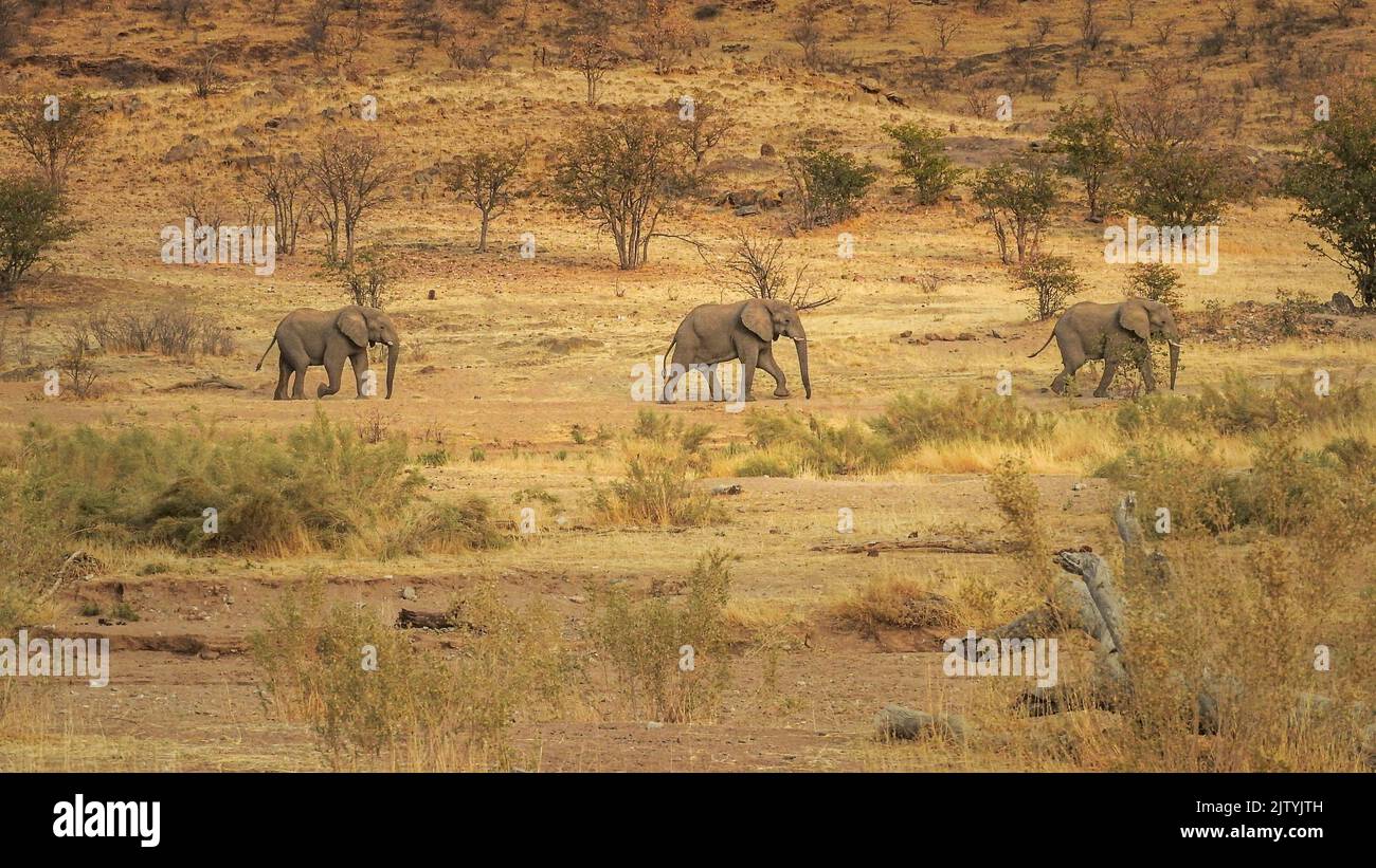 tre elefanti sono a piedi attraverso la savana a una distanza Foto Stock