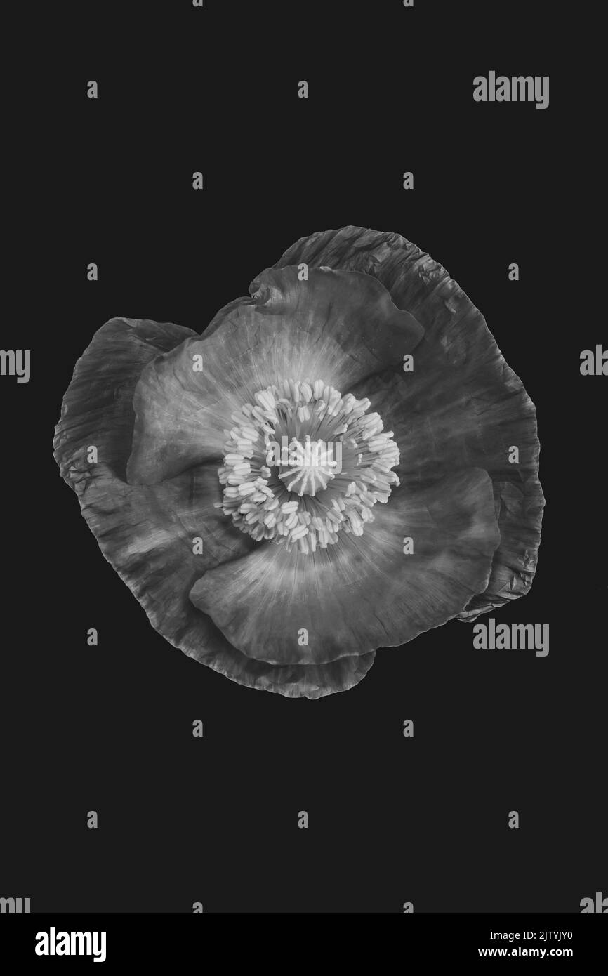 Vista interna del fiore di papavero sopra il fondo nero Foto Stock