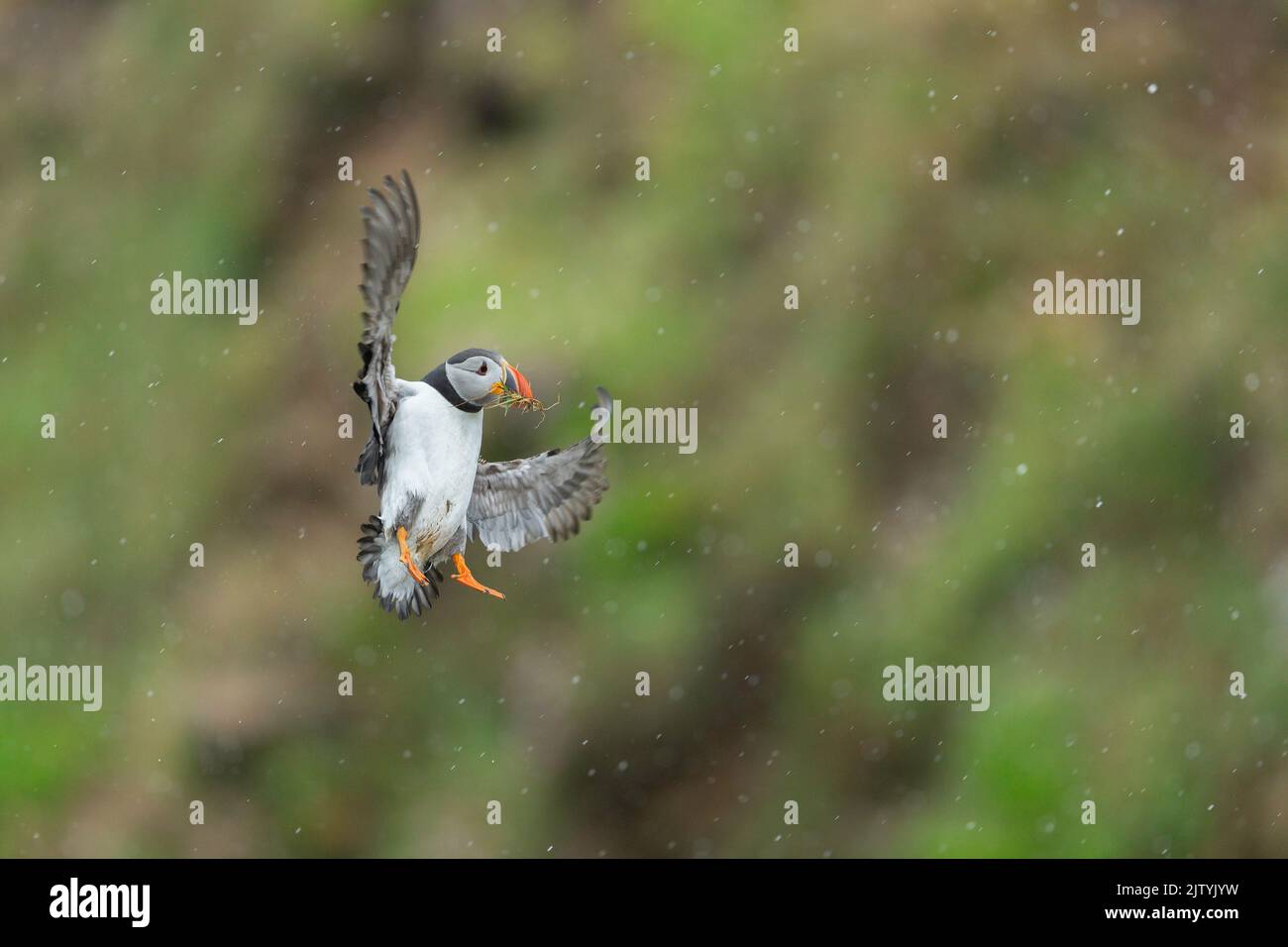 Atlantic Puffin (Fratercula artica) che trasporta materiale di nidificazione in volo, Great Saltee Island, Co. Wexford, Repubblica d'Irlanda Foto Stock