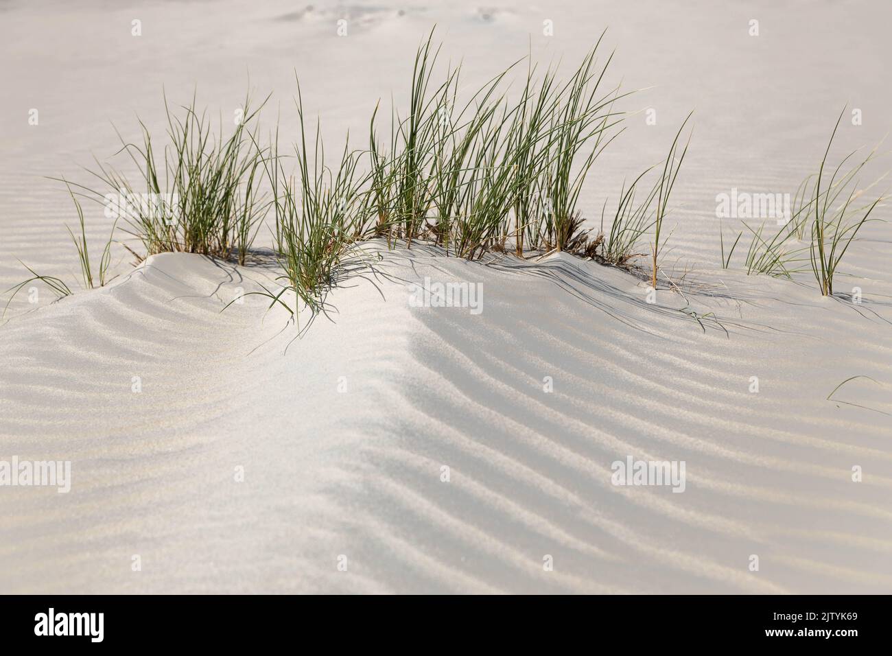 erba verde sulle dune sotto il sole Foto Stock