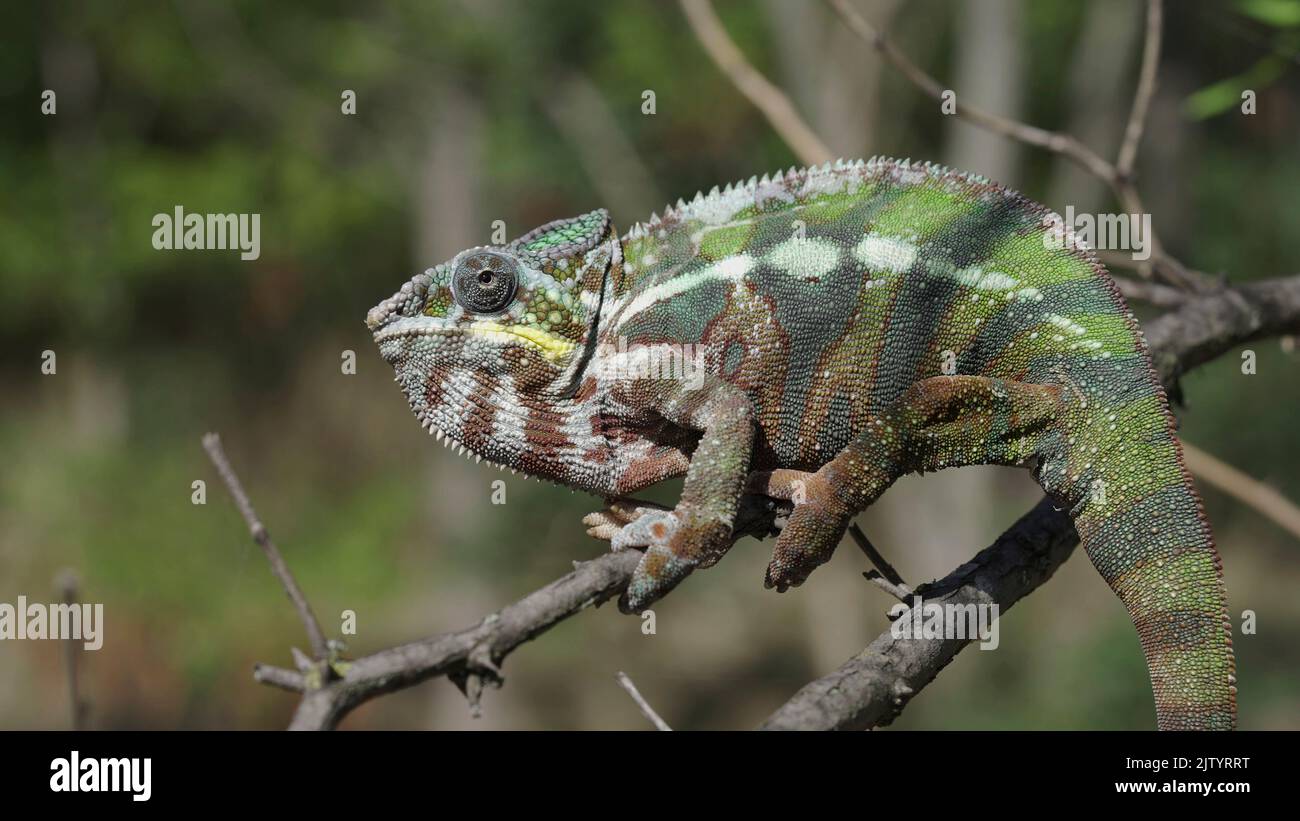 Primo piano di Chameleon si siede su un ramo d'albero e si guarda intorno. Panther chameleon (Furcifer pardalis) Foto Stock