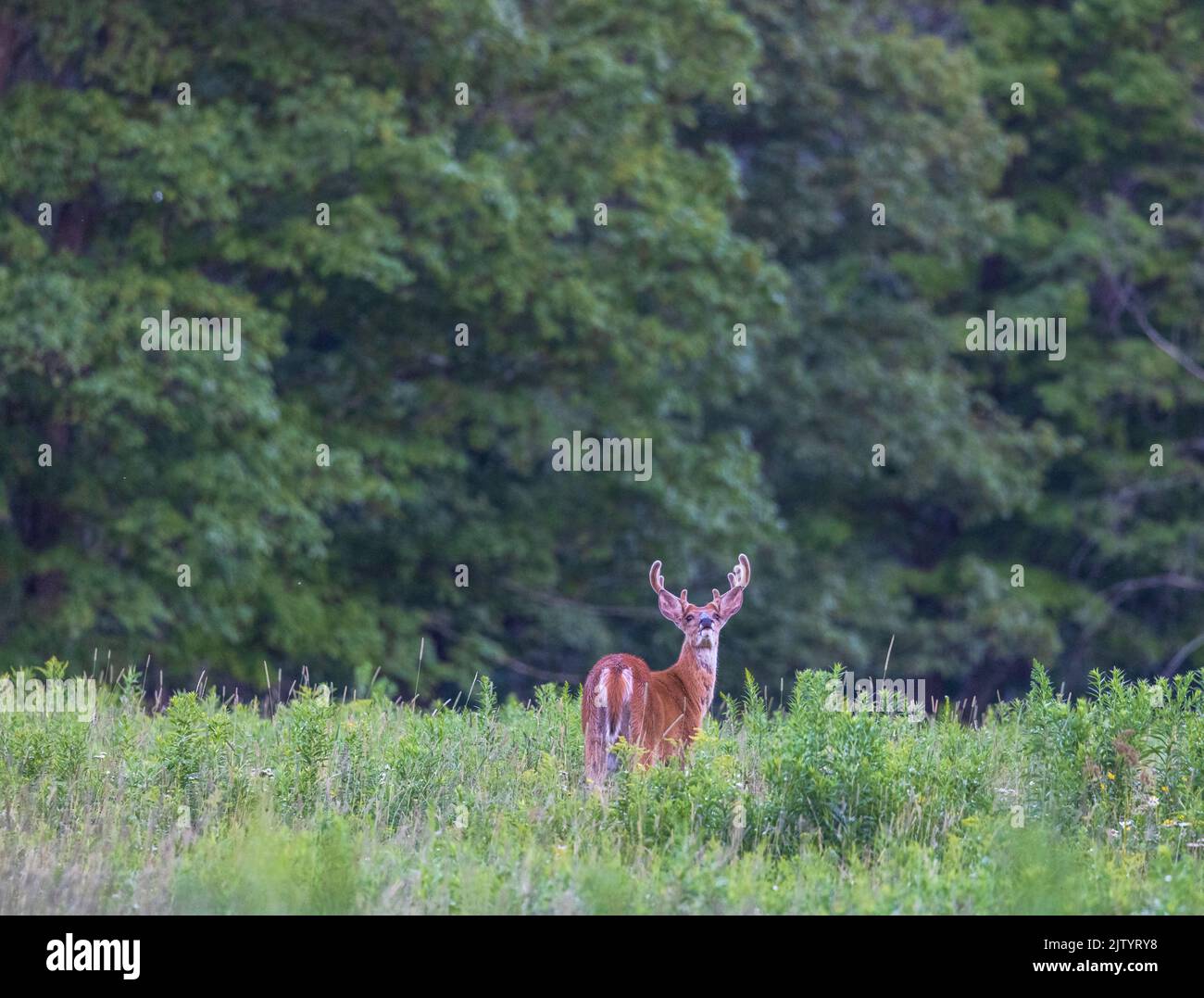 Navigazione a coda bianca in un campo del Wisconsin settentrionale. Foto Stock