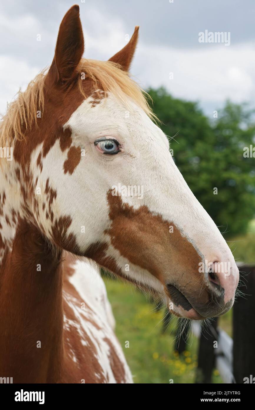 Primo piano verticale sulla testa di uno splendido cavallo bianco e marrone con gli occhi blu sul campo Foto Stock