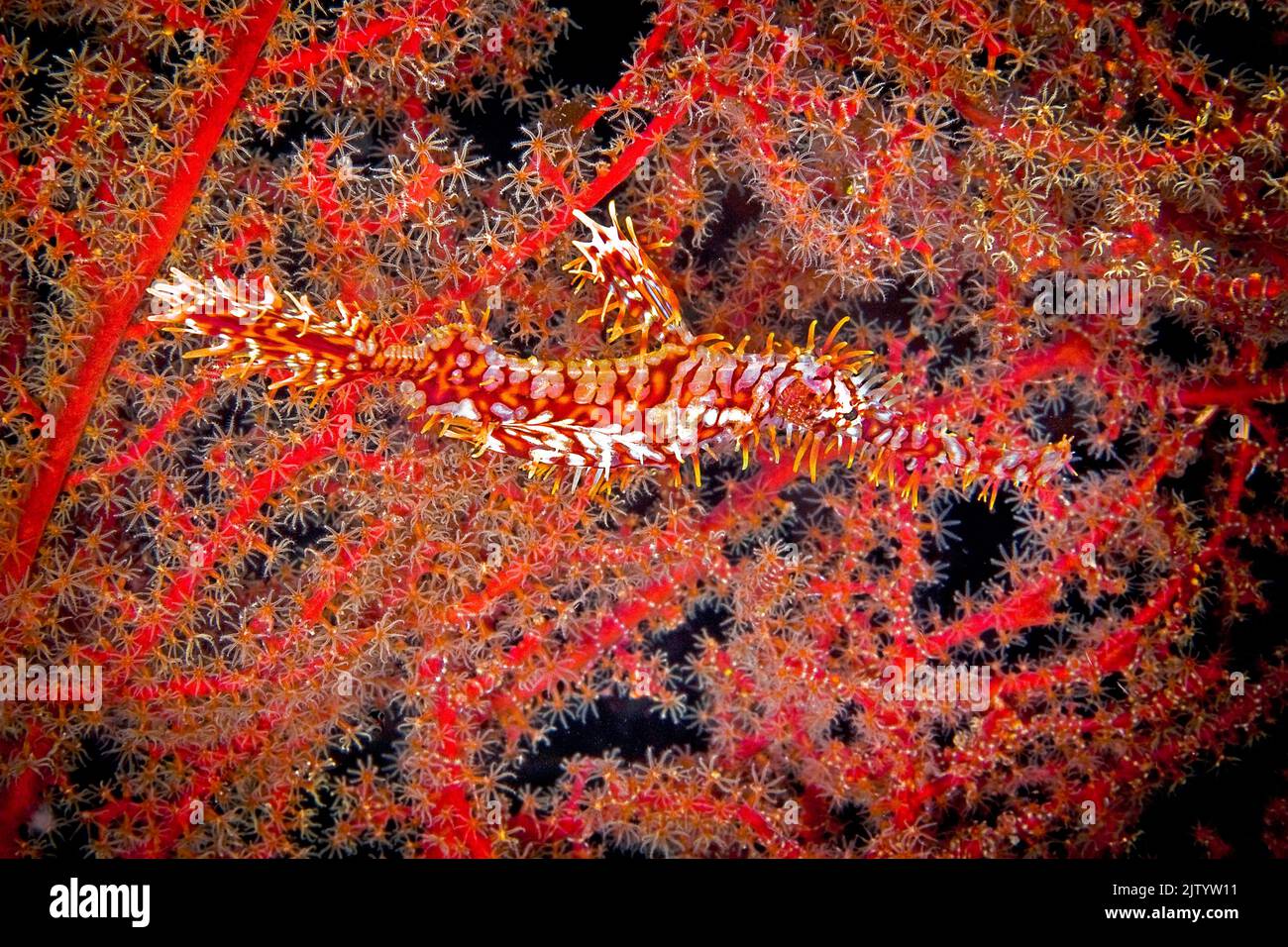 Pesci fantasma ornati o pesci fantasma arlequin (Solenostomus paradoxus), presso un corno rosso, Ari Atoll, Maldive, Oceano Indiano, Asia Foto Stock