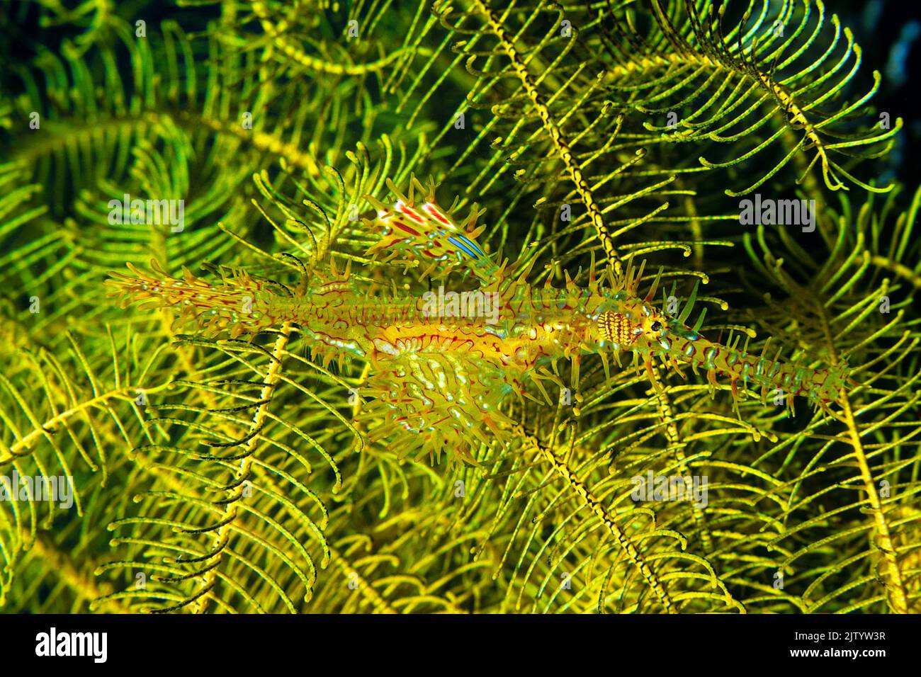 Pesci fantasma ornati o pesci fantasma arlequin (Solenostomus paradoxus), in una stella piuma (Crinoidea), Ari Atoll, Maldive, Oceano Indiano, Asia Foto Stock