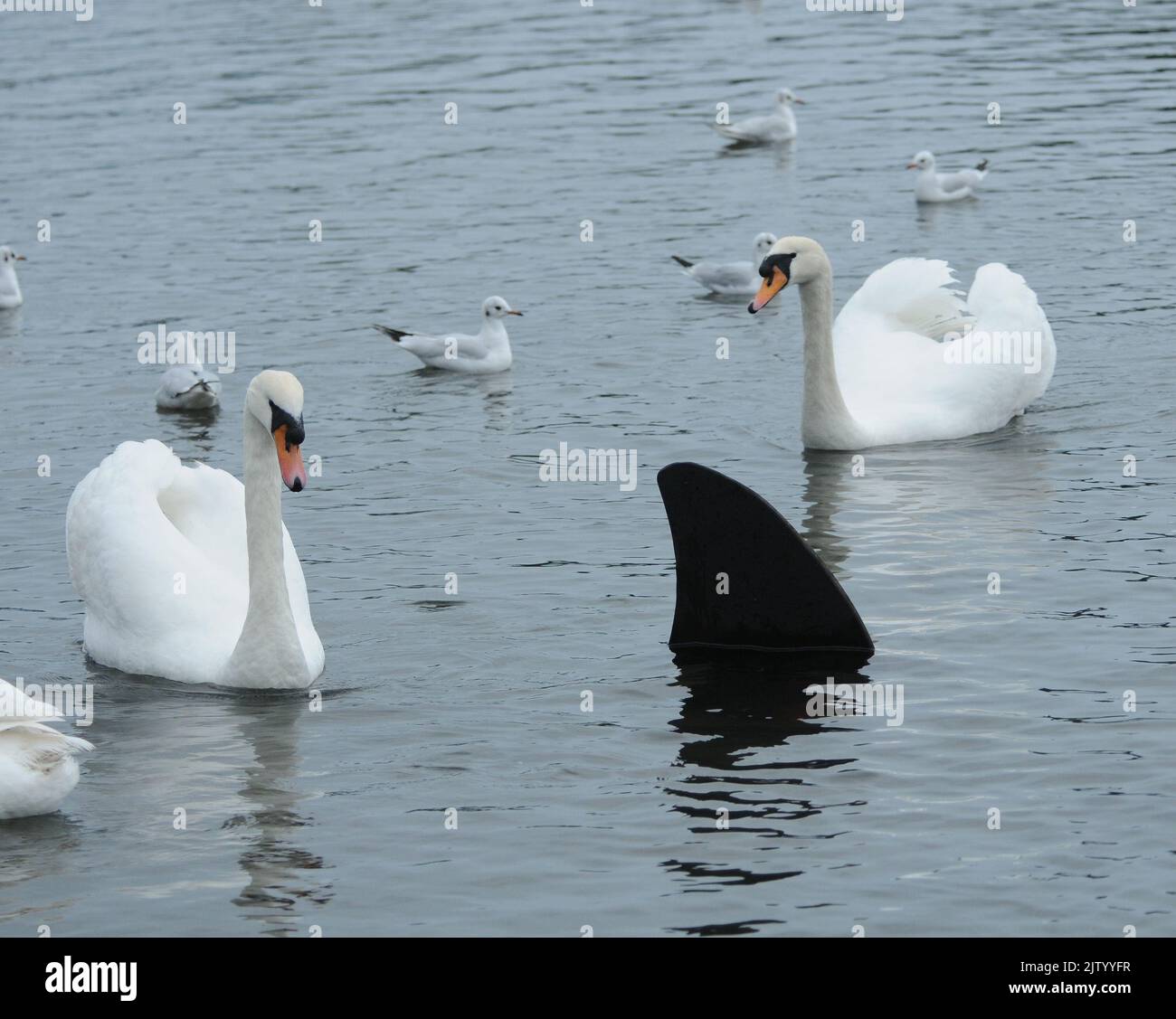 CATTURATO SULLA FOTOCAMERA. SEAGULLS MOB UNO SQUALO APPARSO A SOUTHSEA, HAMPSHIRE. IL SINISTRO RACCONTO FIN SEMBRA TAGLIARE ATTRAVERSO L'ACQUA ALLA COSTERNAZIONE DELLA POPOLAZIONE DI UCCELLI LOCALI, MA NON TUTTO È COME APPARE. UN PRANKSTER DI NUOVO ANNO HA CAUSATO LO SGOMENTO PER I VISITATORI E I RESIDENTI TANTO DA ASSICURARE UN FIN DI METALLO NEL LAGO CANOE A SOUTHSEA. PASSER DI CHRISTINE GILES HA DETTO '' HO DOVUTO GUARDARE DUE VOLTE COME I GABBIANI STAVANO SWOOPING GIÙ TUTTO INTORNO ESSO MA ALLORA HO REALIZZATO CHE ERA UN PRANK MOLTO REALISTICO ''. FOTO DI MIKE WALKER, MIKE ALKER Foto Stock