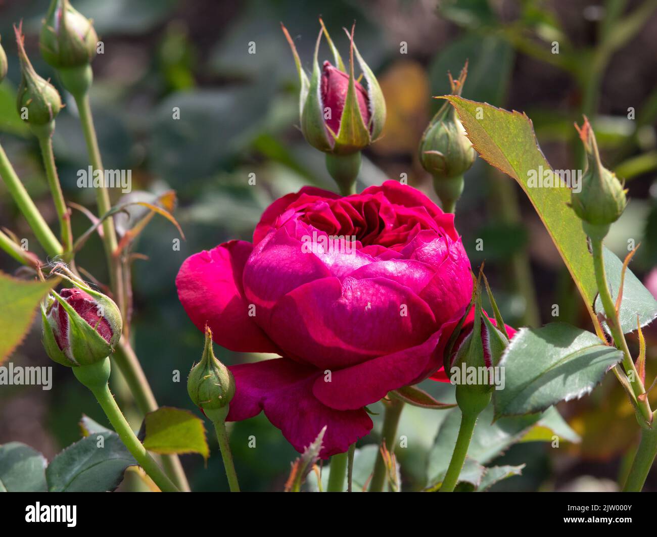 Rosa Darcey Bussell Foto Stock