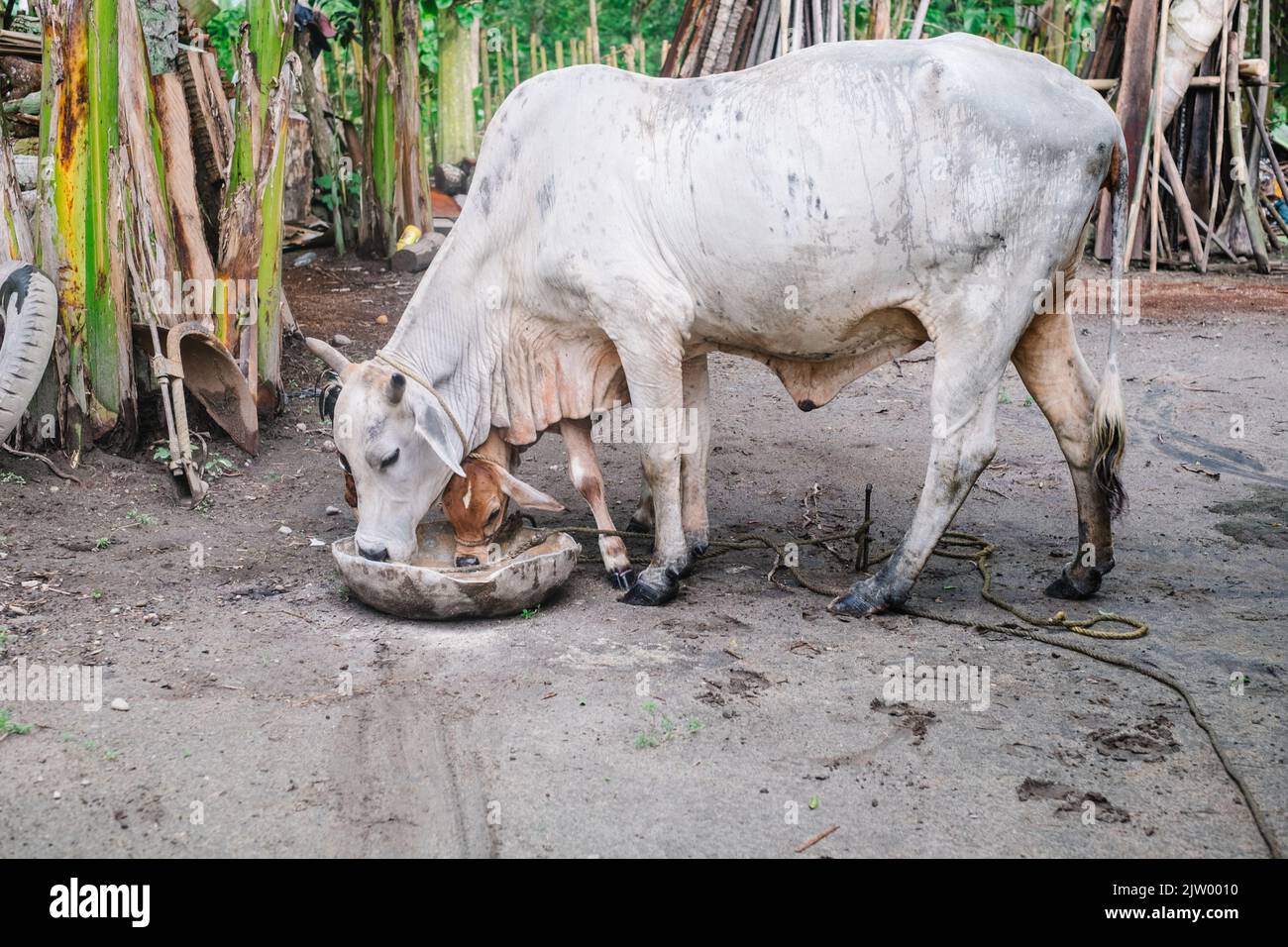 Vacca madre di colore bianco (diga) e la sua prole di colore marrone (vitello) mangiare cibo di energia liquida o concentrato o razione quotidiana in grande bacinella. Foto Stock