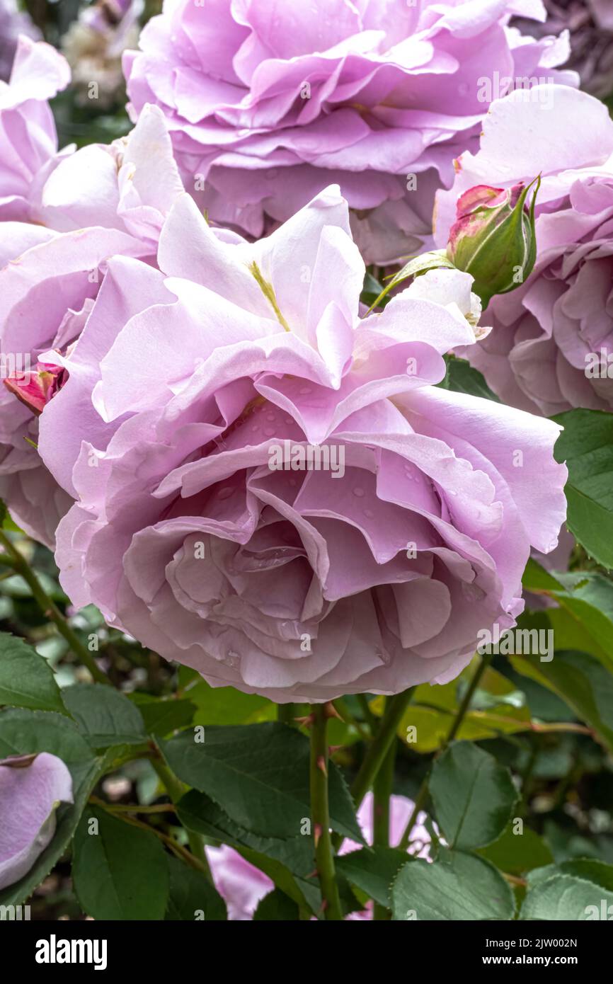 Fiori di 'Love Song' Floribunda Rose Foto Stock
