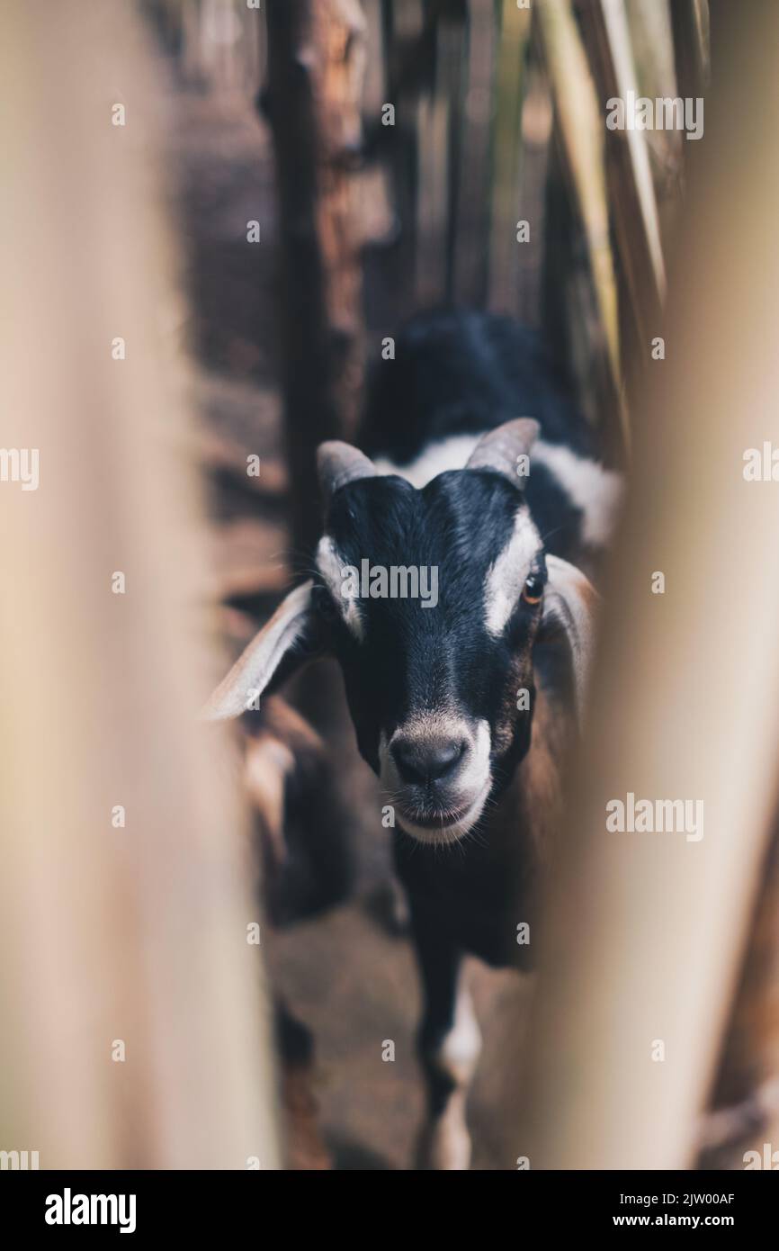 Primo piano di capra libera gamma con pelliccia nera, marrone e bianca che guarda alla macchina fotografica. Messa a fuoco selettiva. Orientamento verticale. Foto Stock