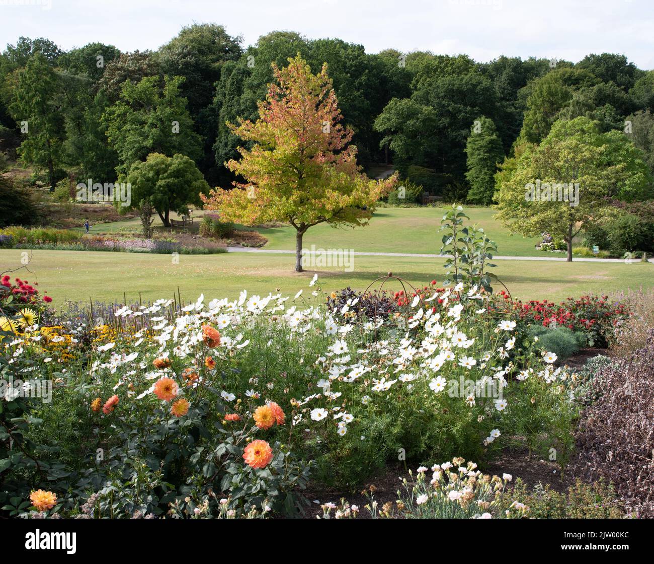 RHS Harlow Carr letto di fiori e legno Foto Stock