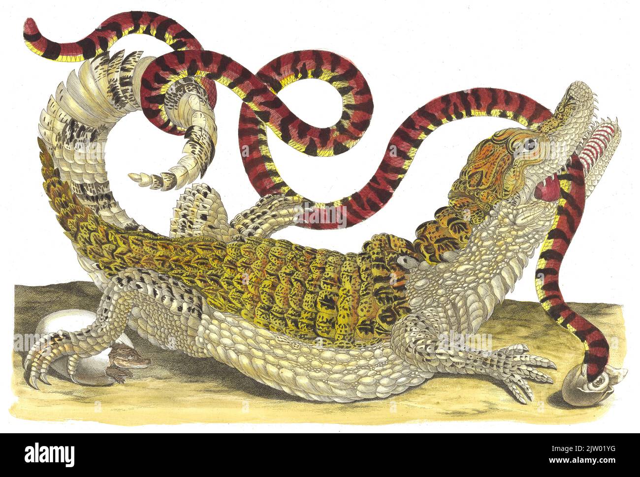 Maria Sibylla Merian - Un acquerello di un Caiman spectacled (coccodrillo caimano) che tiene un serpente di Corallo Falso (racconto di Anilius) nella sua bocca - 1705 Foto Stock
