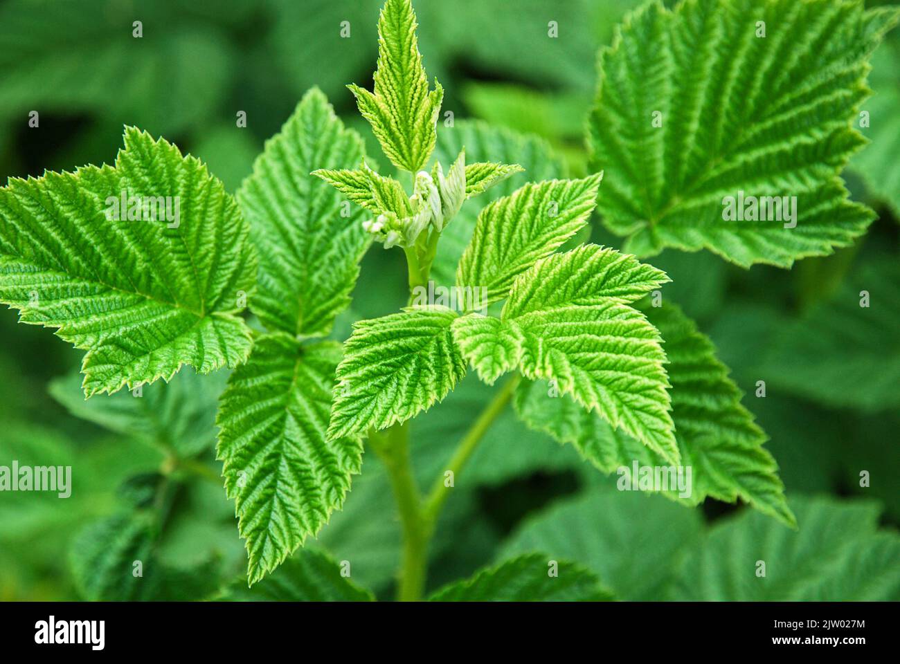 Piante di lampone foglie verdi in giardino Foto Stock