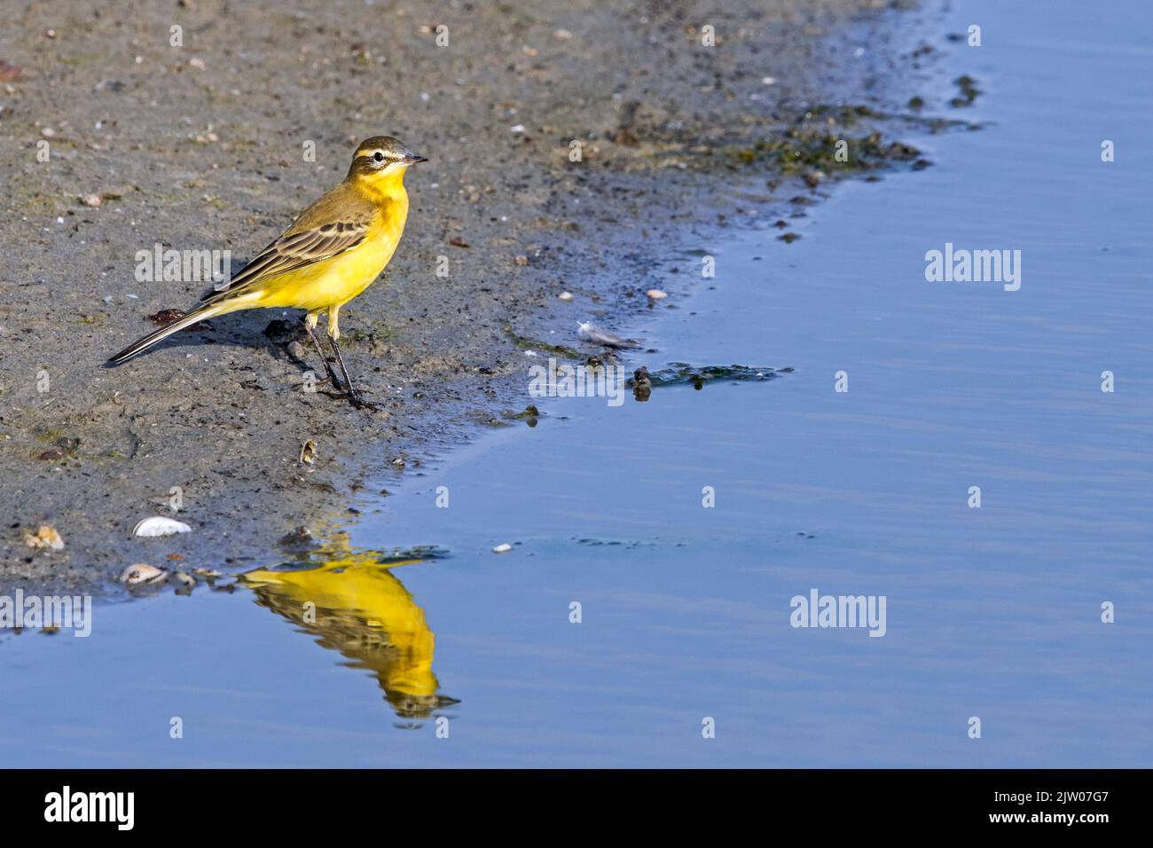 Coda di cavallo con testa blu / coda di cavallo gialla (Motacilla flava) riflessa in acqua di stagno a fine estate Foto Stock