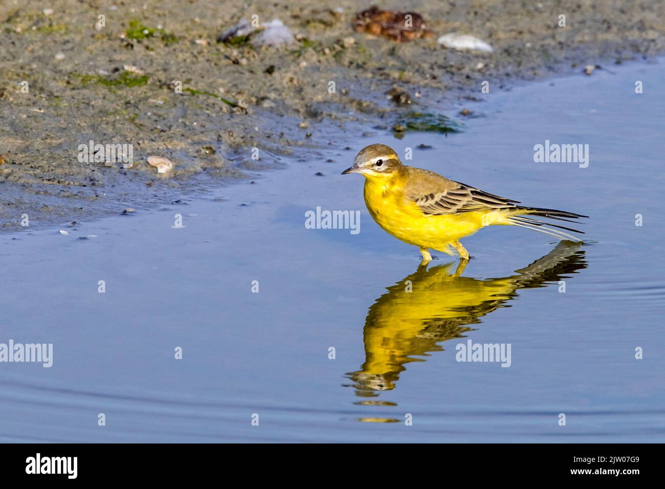 Coda di cavallo con testa blu / coda di cavallo gialla (Motacilla flava) bere e fare il bagno in acque poco profonde di pozza a fine estate Foto Stock