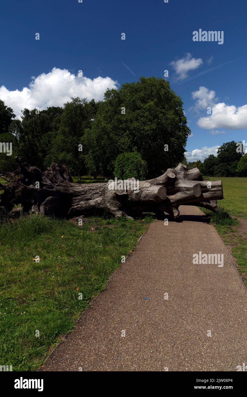 Albero abbattuto attraverso e il percorso di blocco. Cooper's Field, Bute Park.Cardiff 2022 Foto Stock