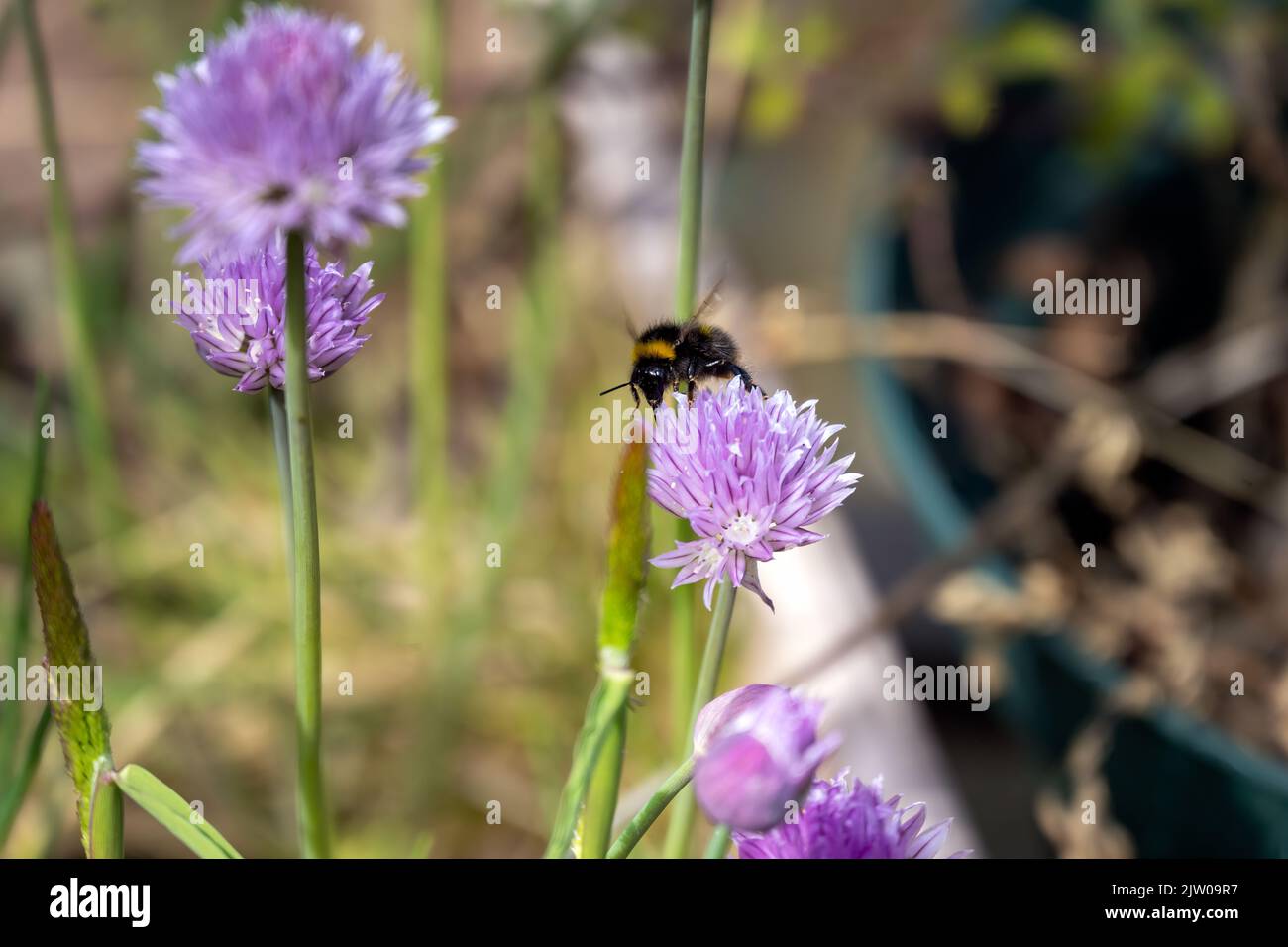 Bumblebee sul fiore viola di una erba cipollina orv Allium schoenoprasum, primo piano Foto Stock