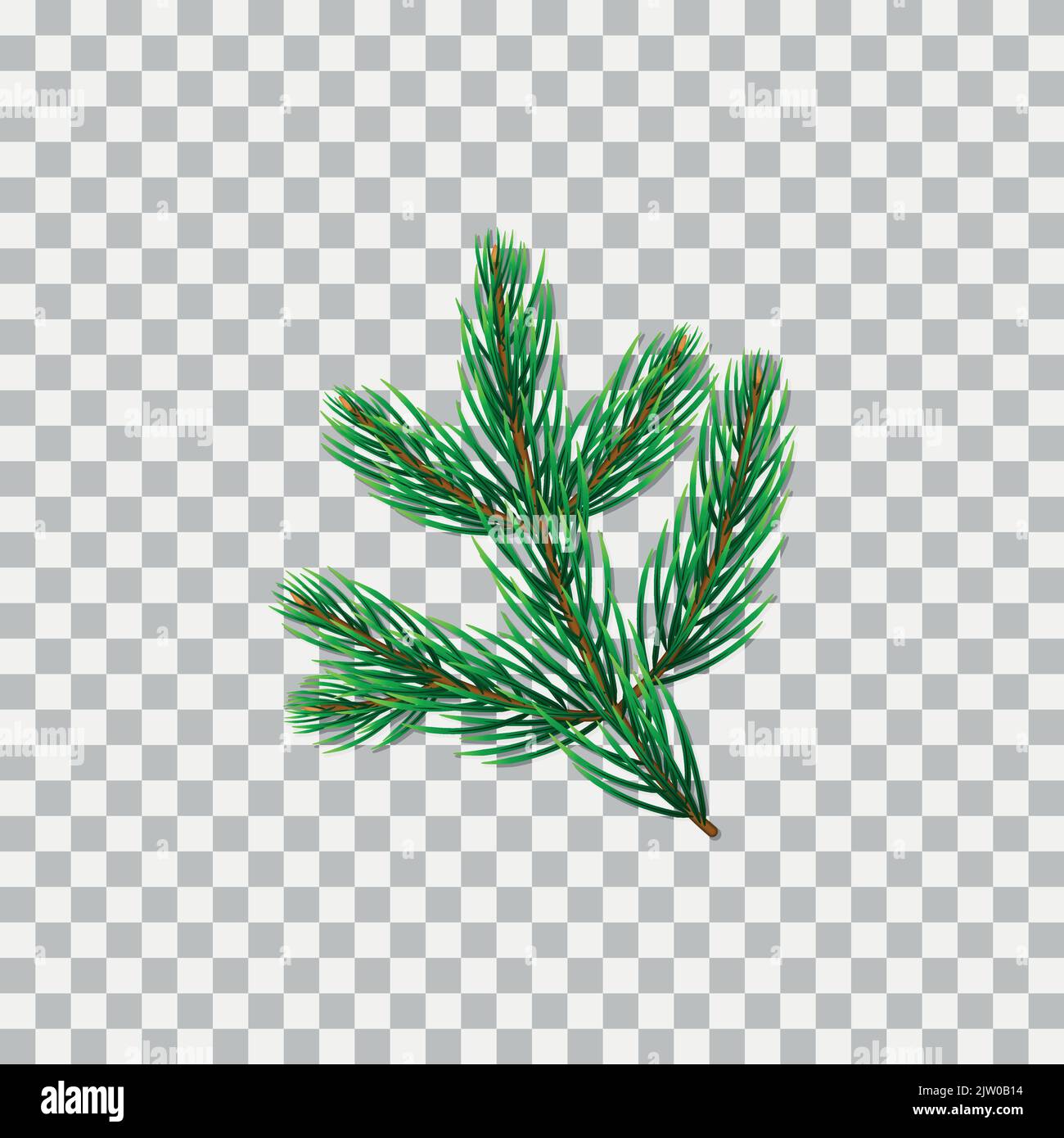 Realistico pino sempreverde o abete ramo isolato su sfondo trasparente. Illustrazione Vettoriale