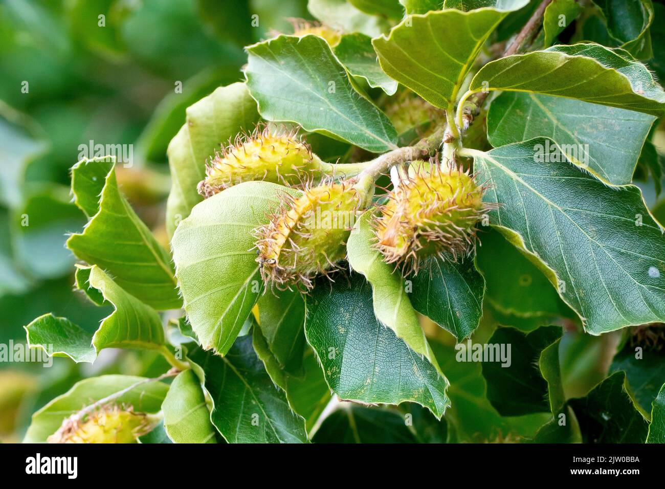 Faggio (fagus sylvatica), primo piano che mostra un ramo carico di frutta o condimenti di noce di faggio che crescono tra le foglie verdi dell'albero comune. Foto Stock