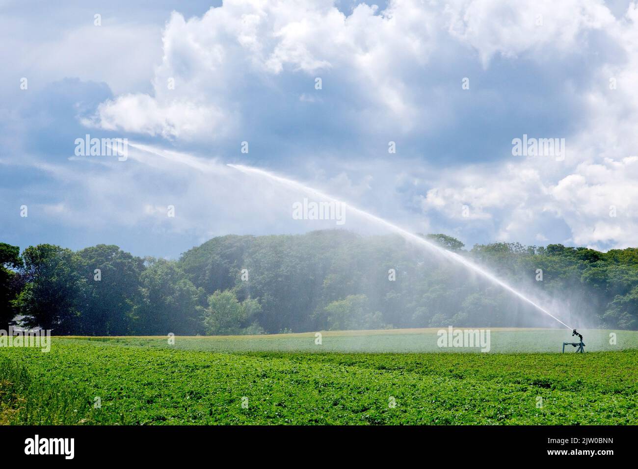 Un cannone spara acqua nell'aria su un campo di patate mentre le nubi di pioggia si raccolgono sullo sfondo. Foto Stock
