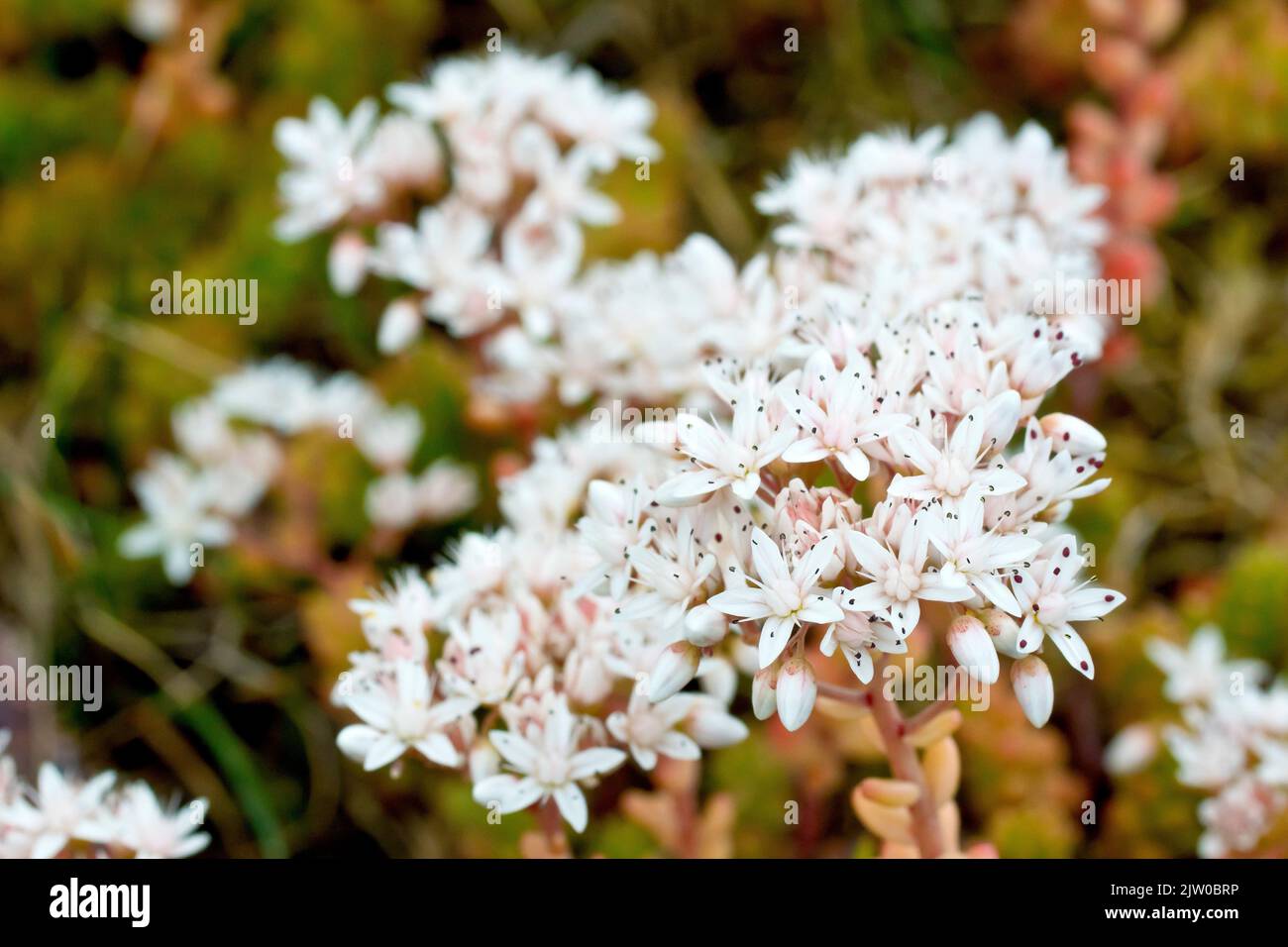 White Stonecrop (album del sedum), primo piano di un piccolo gruppo di fiori bianchi con profondità di campo limitata. Foto Stock