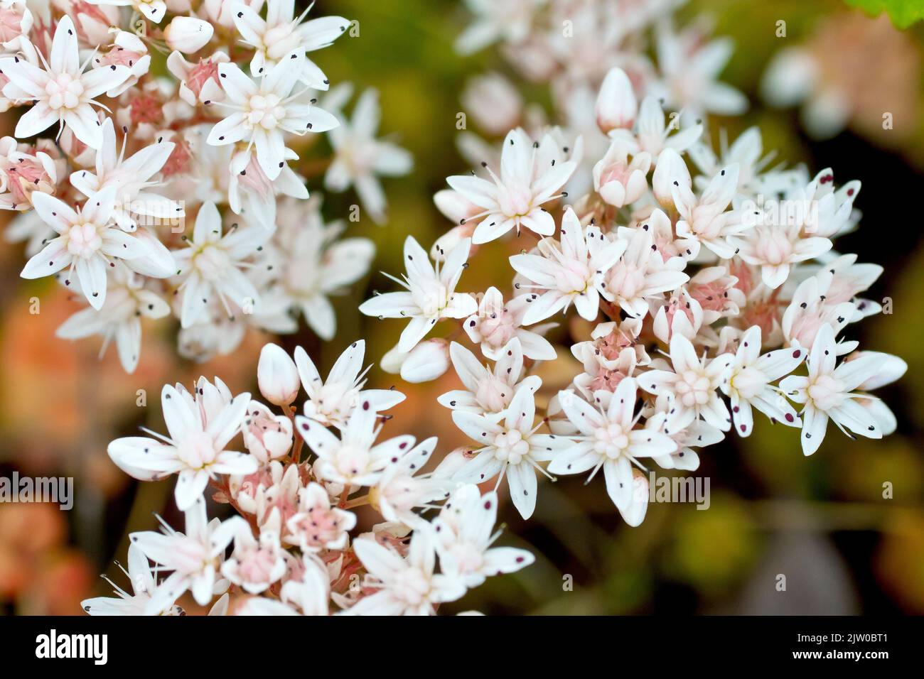 White Stonecrop (album del sedum), primo piano di un piccolo gruppo di fiori bianchi con profondità di campo limitata. Foto Stock