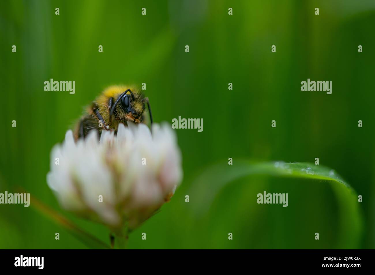 Ape seduta su un fiore bianco trifoglio che si nutrono di polline con il fiore in erba con gocce di rugiada su, fondo pricipalmente verde bokeh dell'erba Foto Stock