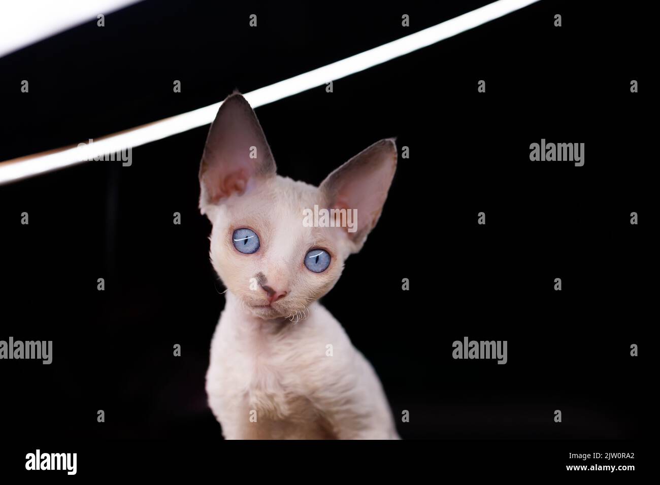 Gattino bianco allegro con gli occhi gonfiati enormi guarda avanti Foto Stock