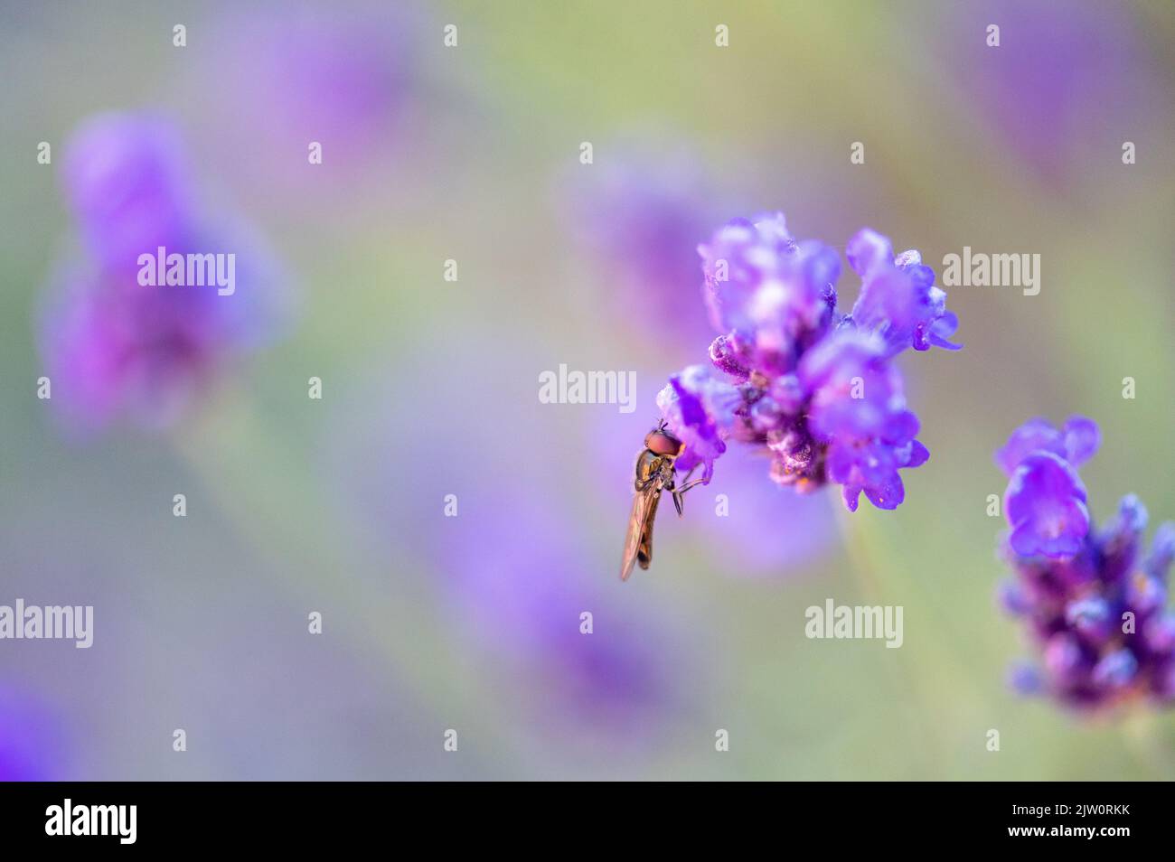 Sorvola il volo seduto su un fiore di lavanda / lavendula nutrirsi di polline con un bokeh morbido dietro il volo mostrando verde e viola di altri fiori Foto Stock