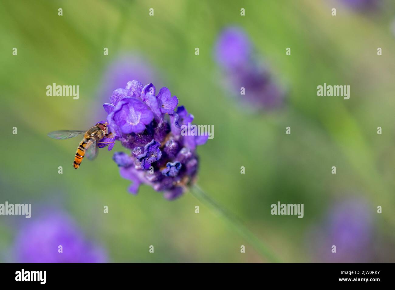 Sorvola il volo seduto su un fiore di lavanda / lavendula nutrirsi di polline con un bokeh morbido dietro il volo mostrando verde e viola di altri fiori Foto Stock