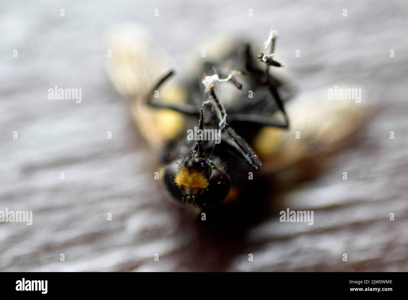 ape morta Foto Stock