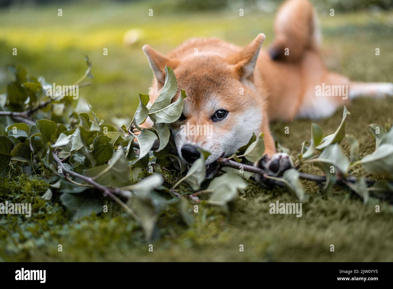 Shiba inu cucciolo sta giocando con il ramo di mela nel giardino Foto Stock